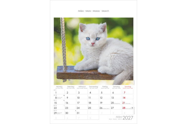 ALPHA EDI Bildkalender 2027 161212 Katzen ML 23.7x34cm