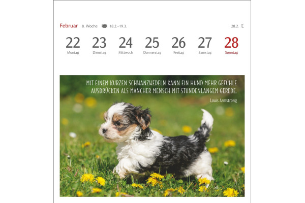 HARENBERG Postkartenkalender 2027 331024727 Hunde Premium 16.5x17.7cm