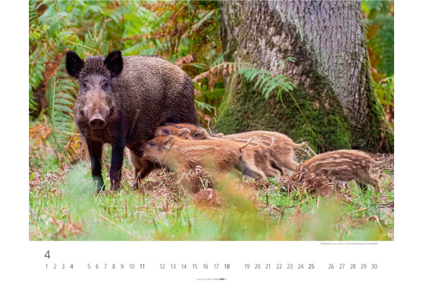 WEINGARTE Bildkalender 2027 331219827 Heimische Wildtiere 44x34cm