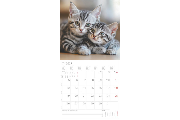ALPHA EDI Bildkalender 2027 161056 Katzen ML 30x30cm