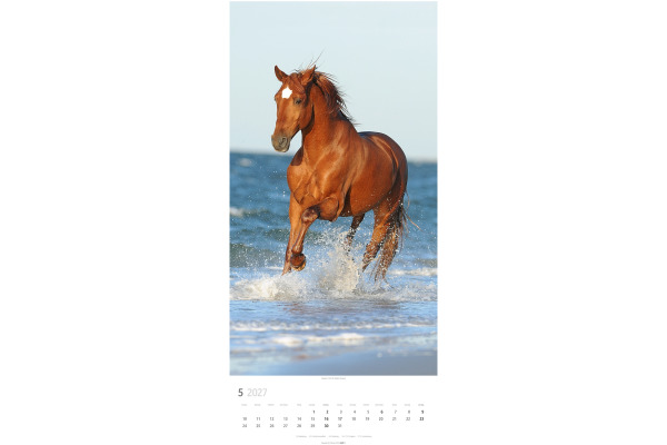 WEINGARTE Bildkalender 2027 311930027 Pferde DE 33x68cm