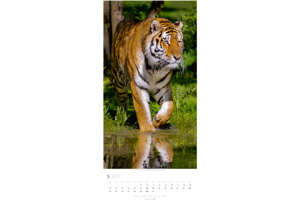 WEINGARTE Bildkalender 2027 295870027 Big Cats DE 33x68cm