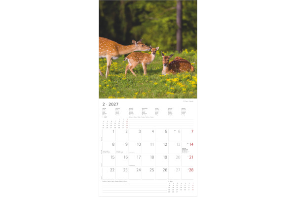 ALPHA EDI Bildkalender 2027 161887 Tierbabys ML 30x30cm