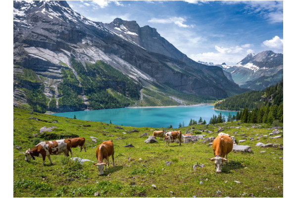 CALENDARI Bildkalender 2027 36205991 Berner Oberland ML 31.5x23cm