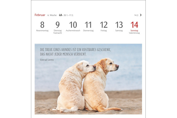 HARENBERG Postkartenkalender 2027 331024727 Hunde Premium 16.5x17.7cm