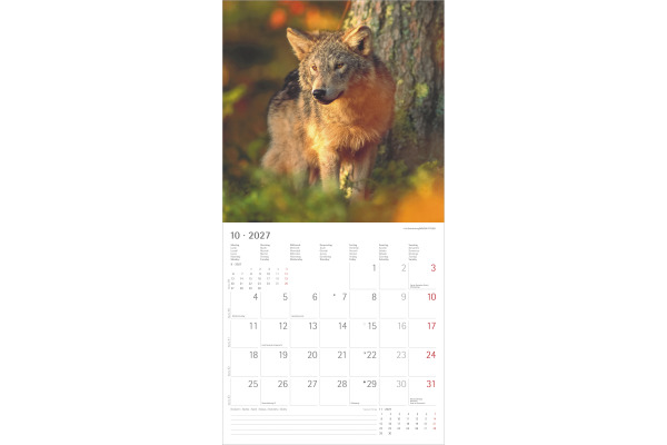 ALPHA EDI Bildkalender 2027 161061 Wölfe ML 30x30cm