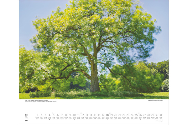 DUMONT Bildkalender 2027 261242 Bäume ML 60x50cm