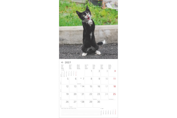 ALPHA EDI Bildkalender 2027 161197 Funny Cats ML 30x30cm