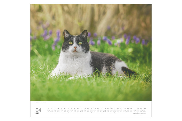 DUMONT Bildkalender 2027 261893 Stubentiger ML 38x35.5cm