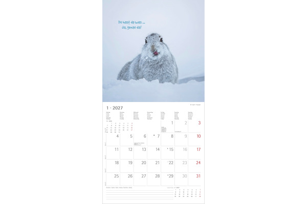 ALPHA EDI Bildkalender 2027 161886 Funny Animals ML 30x30cm