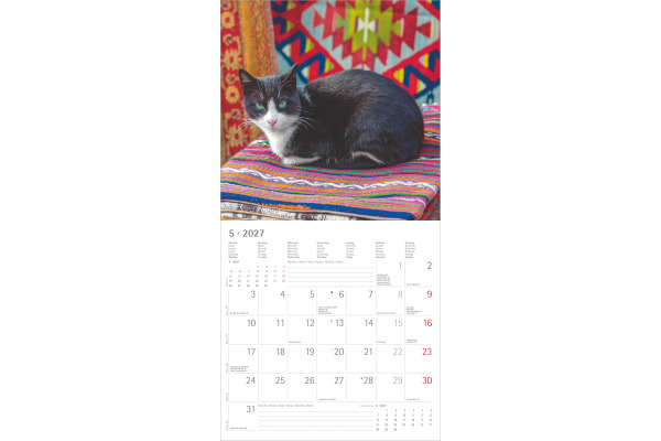ALPHA EDI Bildkalender 2027 161056 Katzen ML 30x30cm