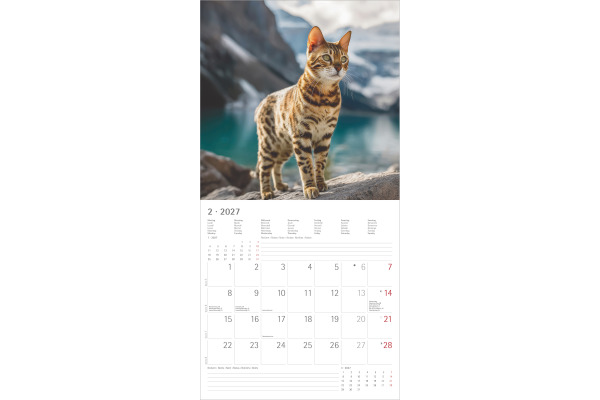 ALPHA EDI Bildkalender 2027 161056 Katzen ML 30x30cm