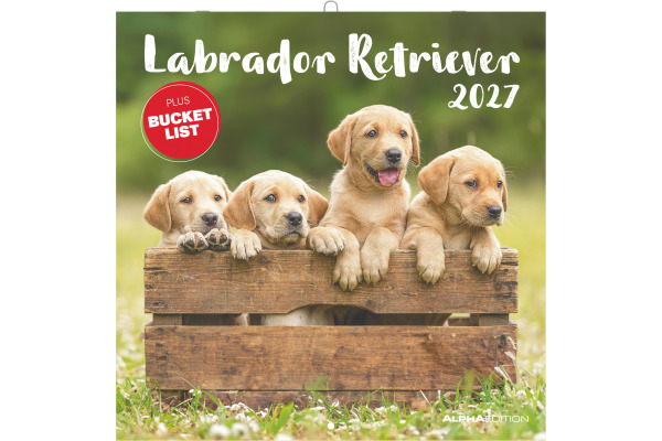 ALPHA EDI Bildkalender 2027 161339 Labrador ML 30x30cm