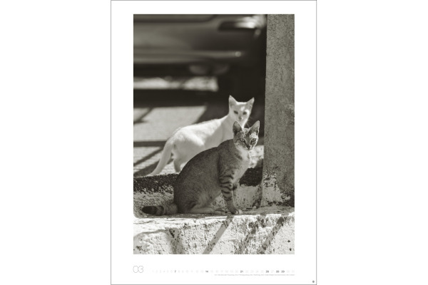 HEYE Bildkalender 2027 22848+27 Wegler Cats Edition DE 49x68cm