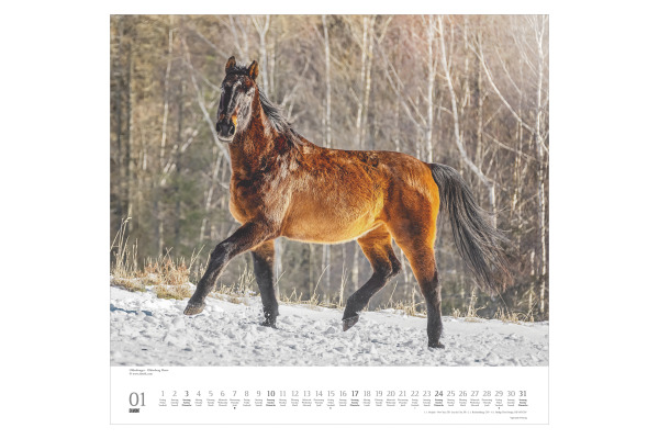 DUMONT Bildkalender 2027 261833 Pferde ML 38x35.5cm