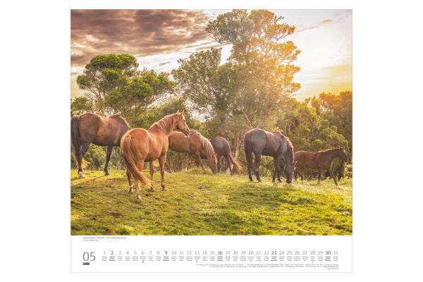 DUMONT Bildkalender 2027 261833 Pferde ML 38x35.5cm