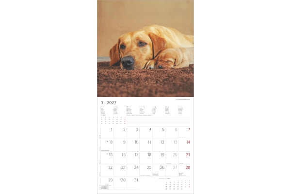 ALPHA EDI Bildkalender 2027 161339 Labrador ML 30x30cm