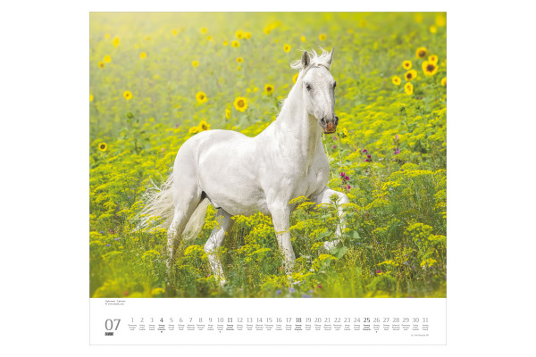 DUMONT Bildkalender 2027 261833 Pferde ML 38x35.5cm
