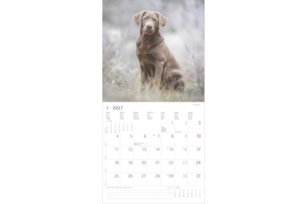 ALPHA EDI Bildkalender 2027 161058 Hunde ML 30x30cm