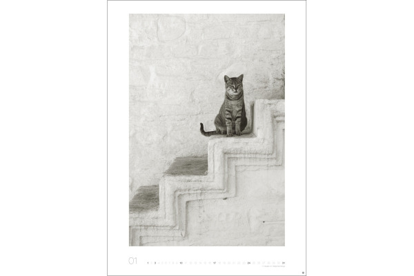 HEYE Bildkalender 2027 22848+27 Wegler Cats Edition DE 49x68cm