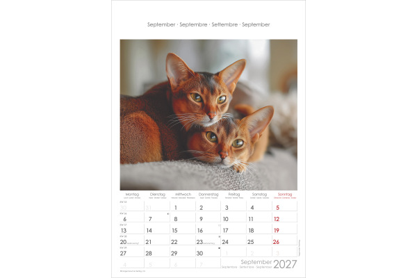 ALPHA EDI Bildkalender 2027 161212 Katzen ML 23.7x34cm