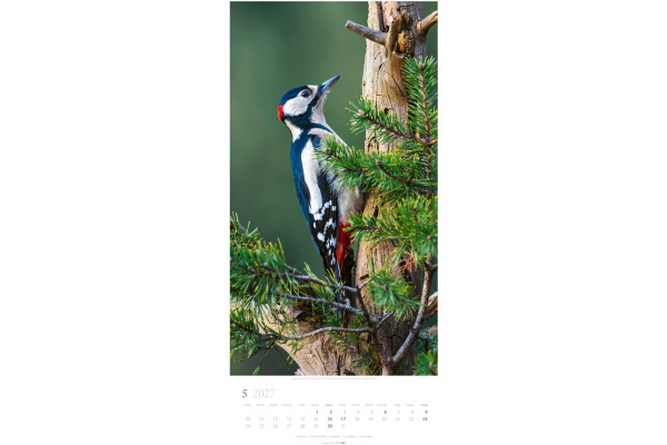 WEINGARTE Bildkalender 2027 315020027 Im Wald DE 33x68cm