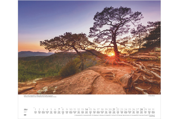 DUMONT Bildkalender 2027 261242 Bäume ML 60x50cm