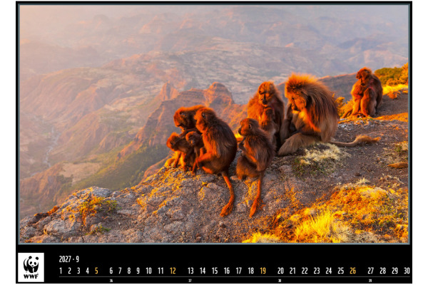 CALENDARI Bildkalender 2027 36206301 WWF Wildlife ML 34x48cm