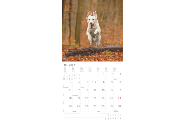ALPHA EDI Bildkalender 2027 161339 Labrador ML 30x30cm
