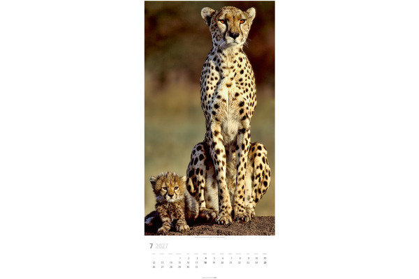 WEINGARTE Bildkalender 2027 295870027 Big Cats DE 33x68cm
