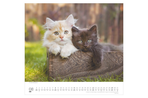DUMONT Bildkalender 2027 261893 Stubentiger ML 38x35.5cm
