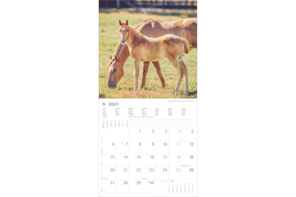 ALPHA EDI Bildkalender 2027 161059 Pferde ML 30x30cm