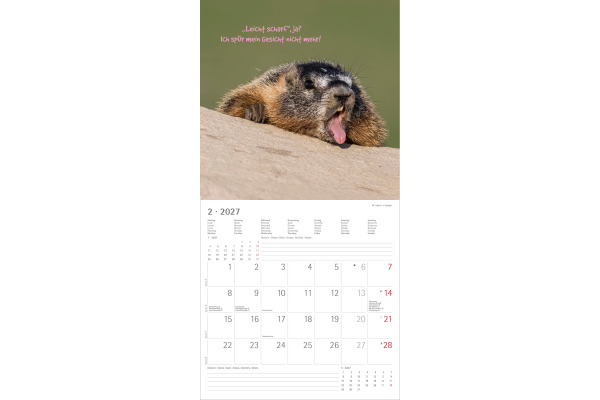 ALPHA EDI Bildkalender 2027 161886 Funny Animals ML 30x30cm