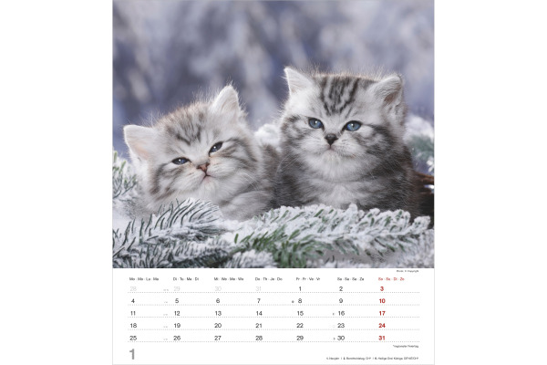 ALPHA EDI Bildkalender 2027 161828 Katzenkinder ML 30x34cm