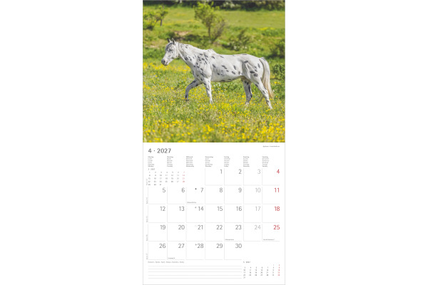 ALPHA EDI Bildkalender 2027 161059 Pferde ML 30x30cm