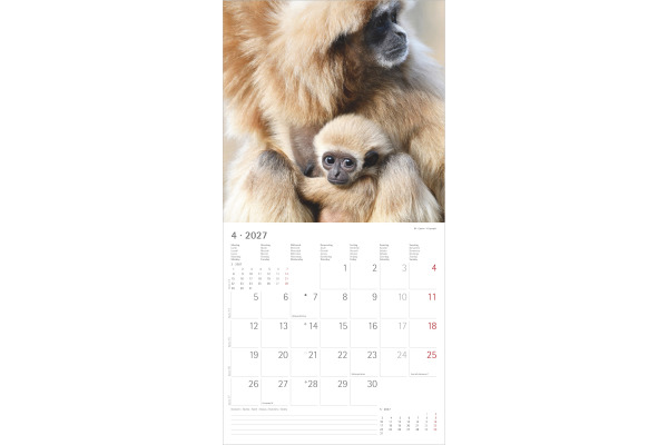 ALPHA EDI Bildkalender 2027 161887 Tierbabys ML 30x30cm