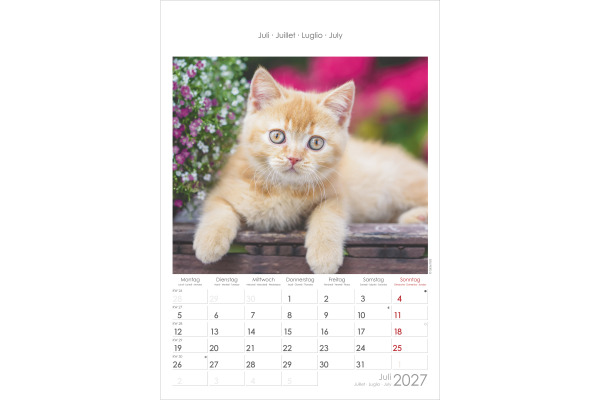 ALPHA EDI Bildkalender 2027 161212 Katzen ML 23.7x34cm