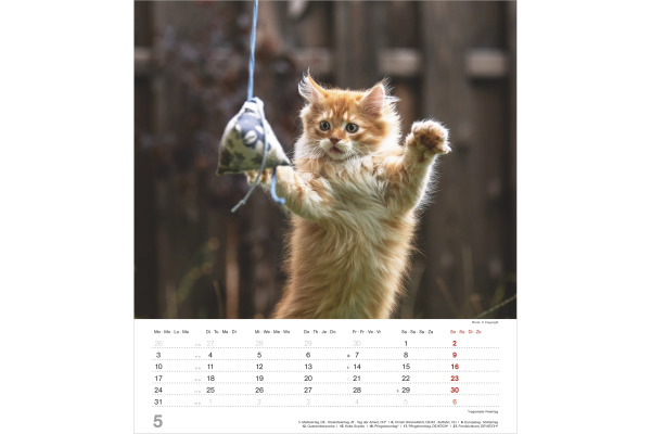 ALPHA EDI Bildkalender 2027 161828 Katzenkinder ML 30x34cm