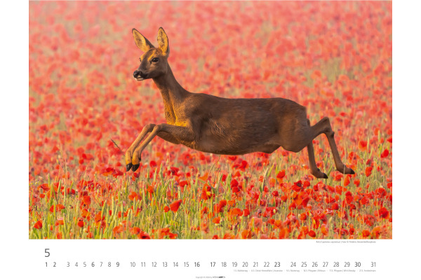 WEINGARTE Bildkalender 2027 331219827 Heimische Wildtiere 44x34cm