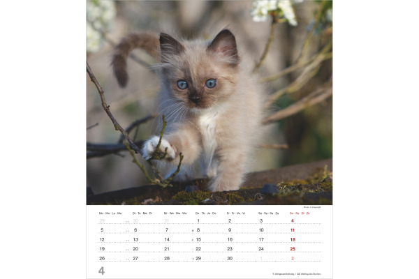ALPHA EDI Bildkalender 2027 161828 Katzenkinder ML 30x34cm
