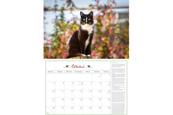 DUMONT Bildkalender 2027 261069 Katzen DE 42x29cm