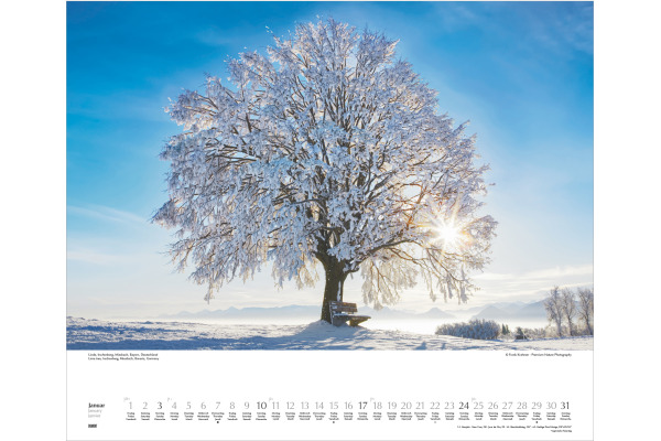 DUMONT Bildkalender 2027 261242 Bäume ML 60x50cm