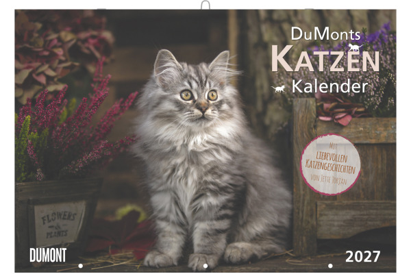 DUMONT Bildkalender 2027 261069 Katzen DE 42x29cm