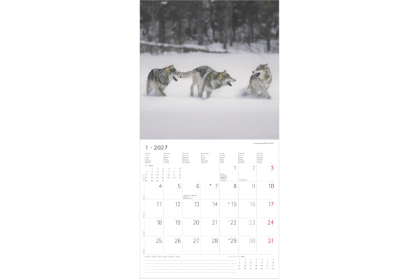 ALPHA EDI Bildkalender 2027 161061 Wölfe ML 30x30cm