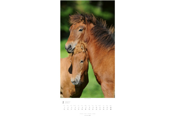 WEINGARTE Bildkalender 2027 311930027 Pferde DE 33x68cm