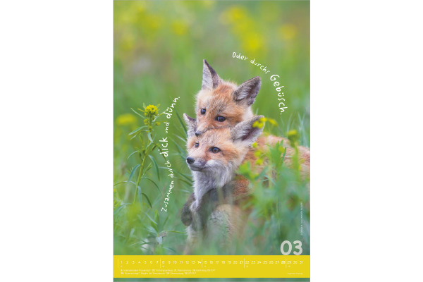 ALPHA EDI Bildkalender 2027 161034 Tierisch cool! DE 23.7x34cm