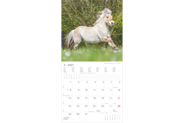 ALPHA EDI Bildkalender 2027 161059 Pferde ML 30x30cm