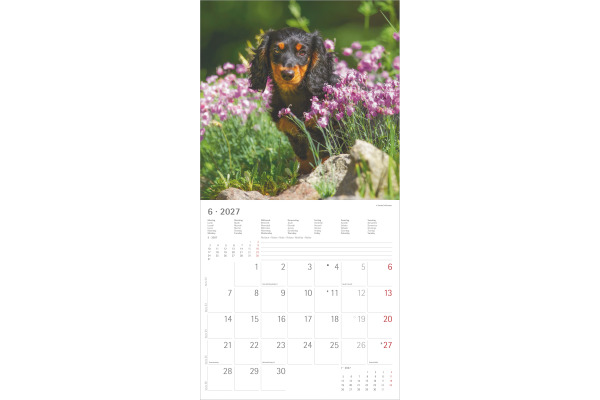 ALPHA EDI Bildkalender 2027 161058 Hunde ML 30x30cm