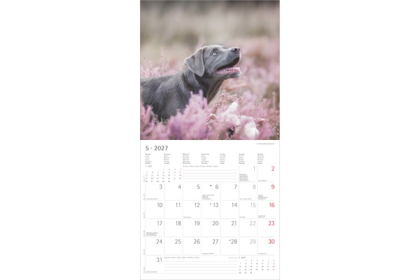 ALPHA EDI Bildkalender 2027 161339 Labrador ML 30x30cm