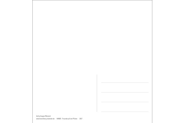HARENBERG Postkartenkalender 2027 331024727 Hunde Premium 16.5x17.7cm